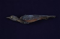 藏品(藍磯鶇)的圖片